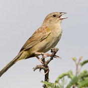 Botteri's Sparrow